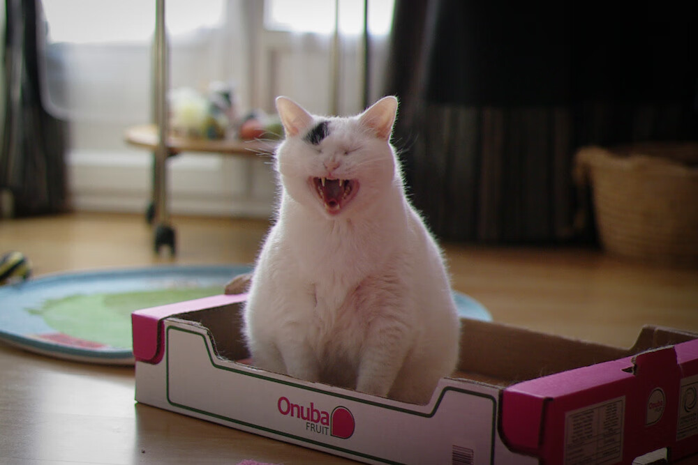 钢铁防线+精准制导,巴斯托尼风暴眼,多特蒙德逆袭终结利物浦神话